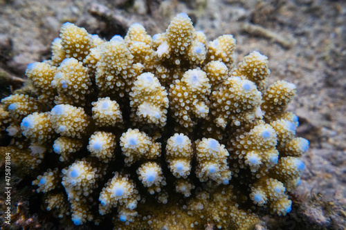 corail La réunion poisson wildlife