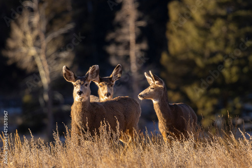 Sunny Herd