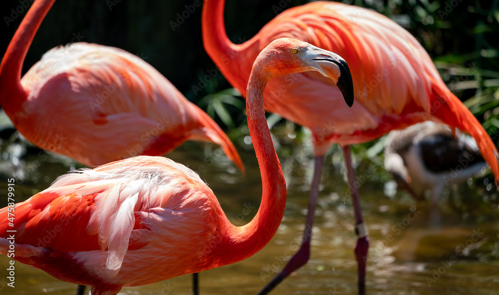 American Flamingos feeding in pond at gator farm in Orlando Florida. American Flamingos feeding in pond at gator farm in Orlando Florida.