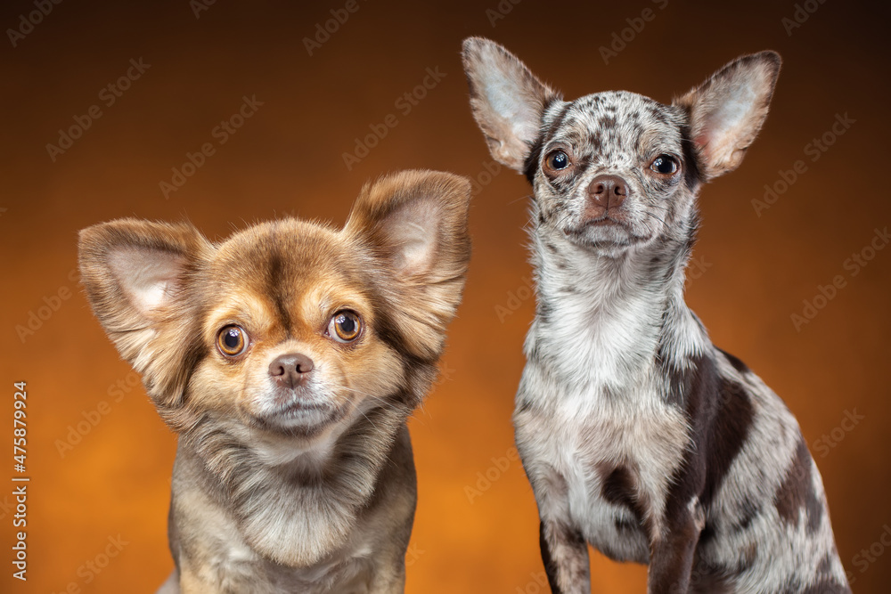 Portrait of two funny chihuahua breed dogs. Portrait of two funny chihuahua breed dogs.