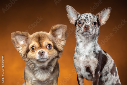 Portrait of two funny chihuahua breed dogs. © Maxim Kukurund