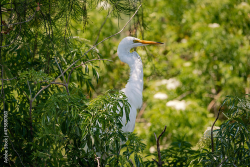 Great White Egret at gator farm rookery in Orlando Florida. photo