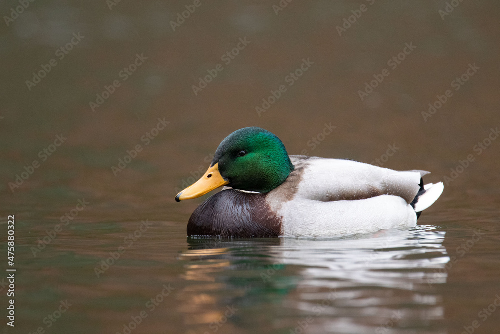 Fototapeta premium Stockente / Ente im Regen 