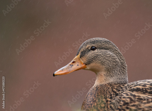 Stockente / Ente im Regen 