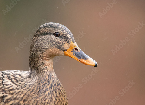 Stockente / Ente im Regen 