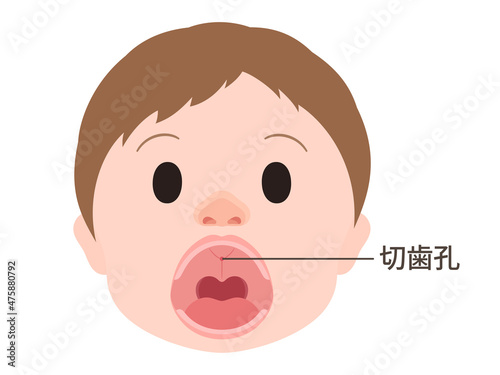切歯孔のイラスト_顔_開口_口腔