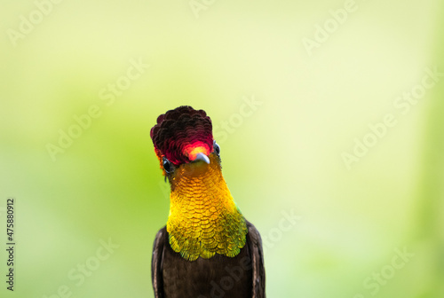 A closeup head shot of an exotic Ruby Topaz hummingbird, Chrysolampis Mosquitus, looking at the camera with a yellow background. photo