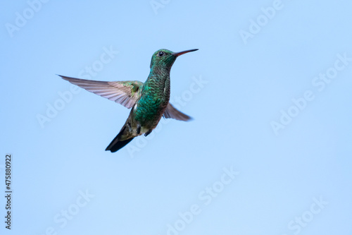 A single Copper-rumped hummingbird, Amazilia tobaci, with his wings spread hovering in the blue sky.