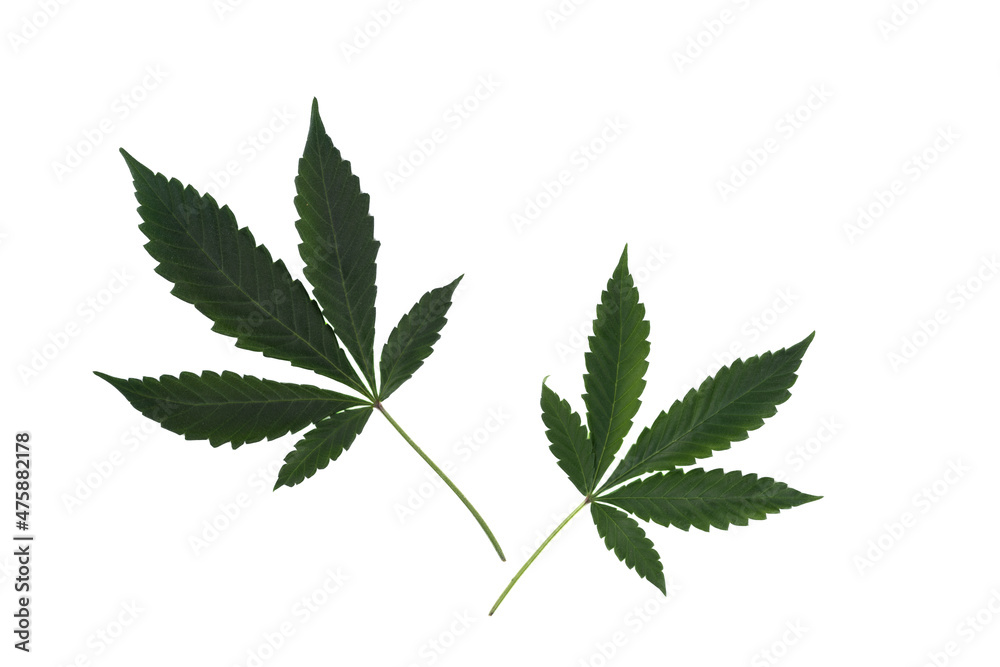Top view of two leaves of marijuana isolated on white background. Top view of two leaves of marijuana isolated on white background.