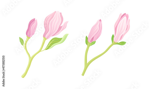 Beautiful pink magnolia flowers vector illustration on white background