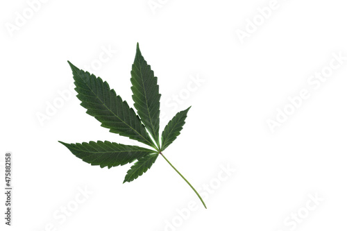 Top view of marijuana leaf isolated on white background.