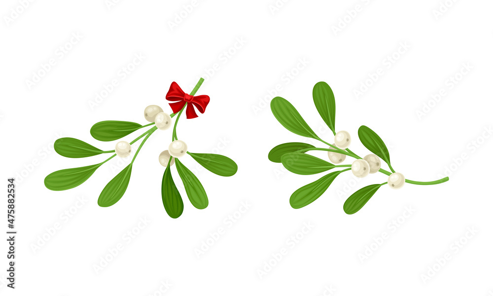 Snowberry branches with ripe berries set. Small twigs of shrub with white fruit vector illustration Snowberry branches with ripe berries set. Small twigs of shrub with white fruit vector illustration