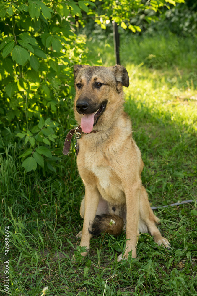 tricolor stray dog sitting on the grass