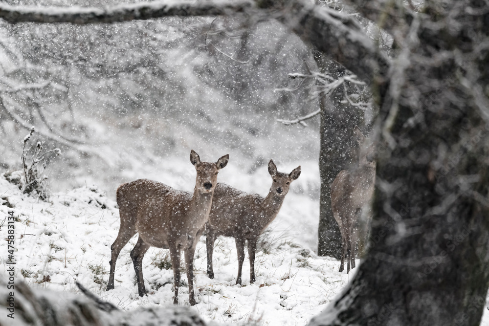 Deer females under snowstorm (Cervus elaphus) Deer females under snowstorm (Cervus elaphus)