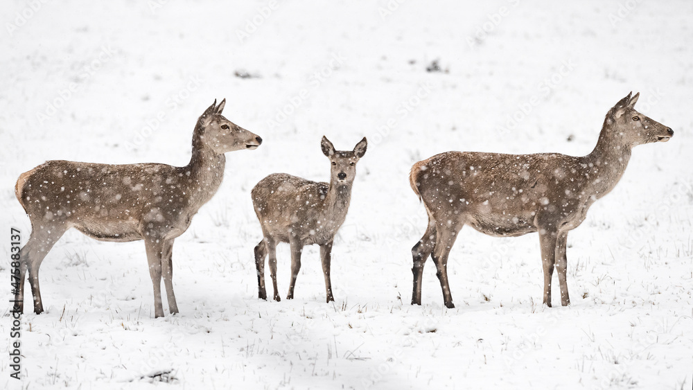 Deer females at grazing under snowflakes (Cervus elaphus) Deer females at grazing under snowflakes (Cervus elaphus)