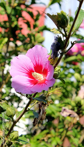 Hibiscus (Iranian rose).