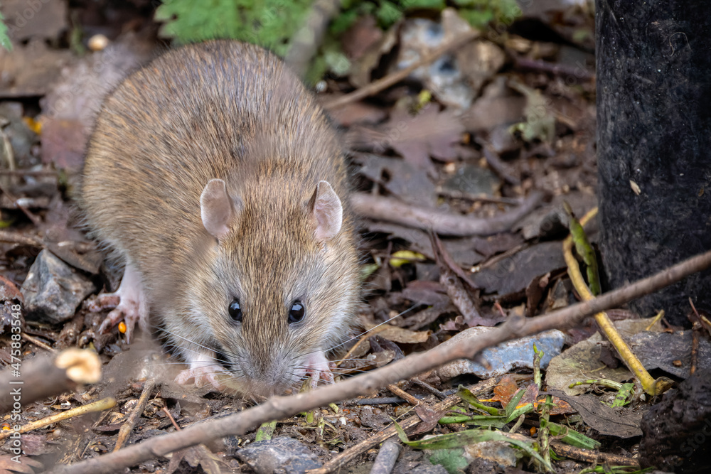Close up of a brown rat looking at camera on forest floor Close up of a brown rat looking at camera on forest floor