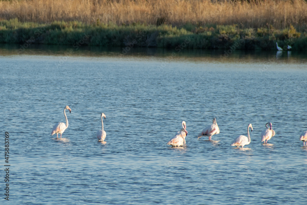 Group of flamingos at Mesolonghi lagoon in Greece