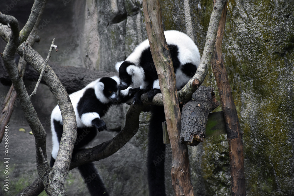 Obraz premium Black-and-white ruffed lemur