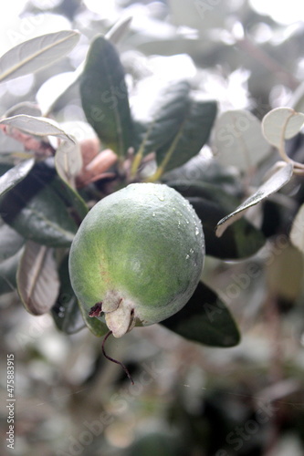 Feijoa.