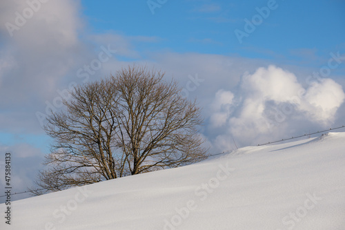Winter remote alpine mountain village outskirts, countryside hills, groves and farmlands. © wildman