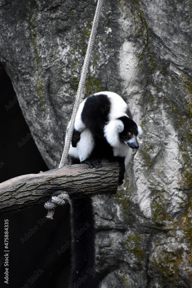 Obraz premium Black-and-white ruffed lemur