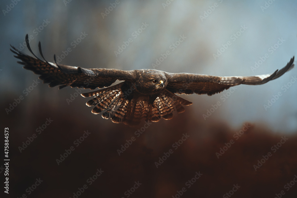 Common Buzzard (Buteo buteo) in flight