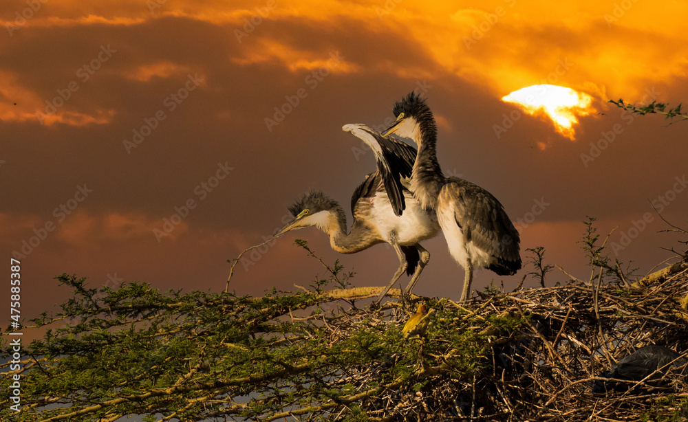 Two juvenal black-headed herons testing their wings,, Kenya, africa.