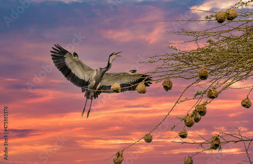 A black-headed heron coming in for a landing in a rookery tree, Kenya, Africa. photo