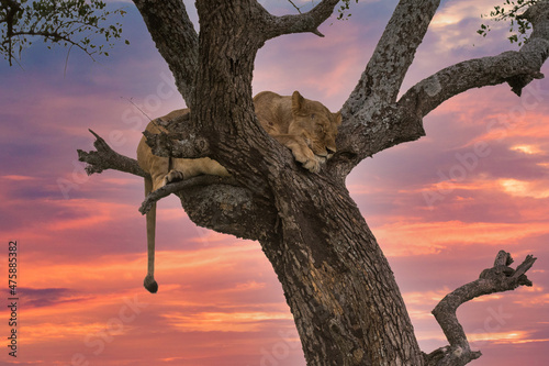 A female african lion sleeping in a tree on the savannah on the Maasai mara, Kenya