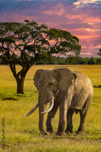 Photography A bull elephant and acacia tree in the tall grass of the maasai mara savannah, Kenya