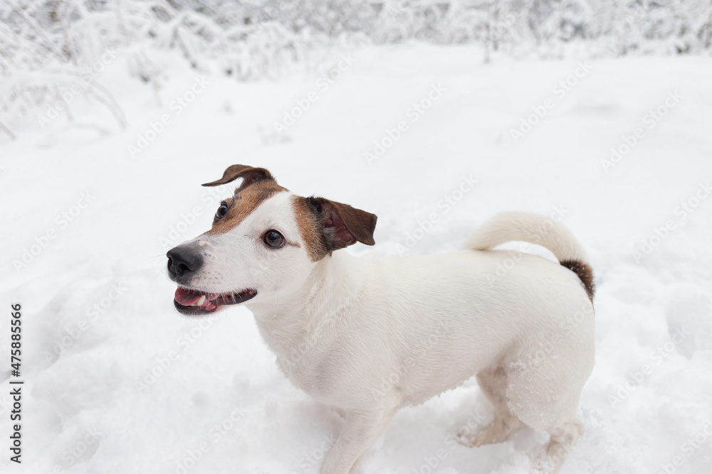 Jack Russell Terrier. Pets. A thoroughbred dog walks in a nature park