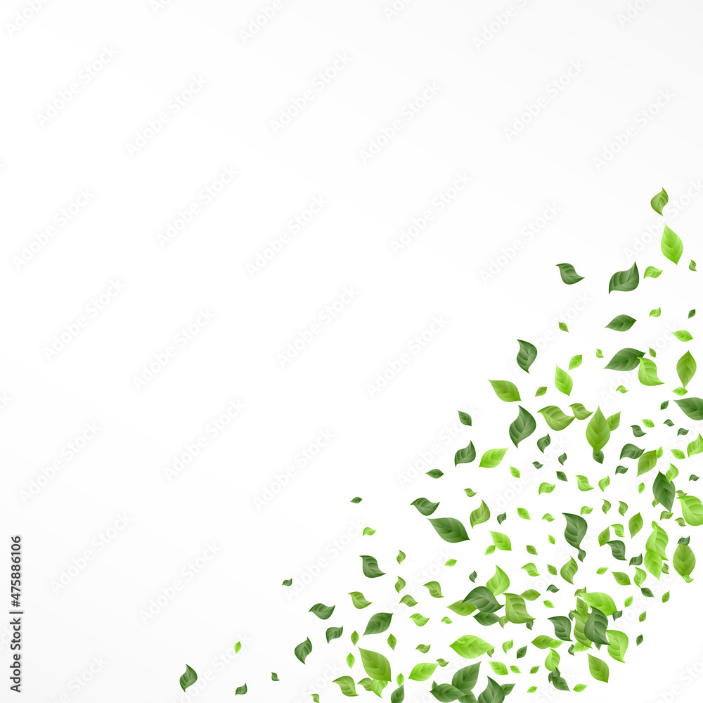 Forest Greenery Herbal Vector White Background Forest Greenery Herbal Vector White Background
