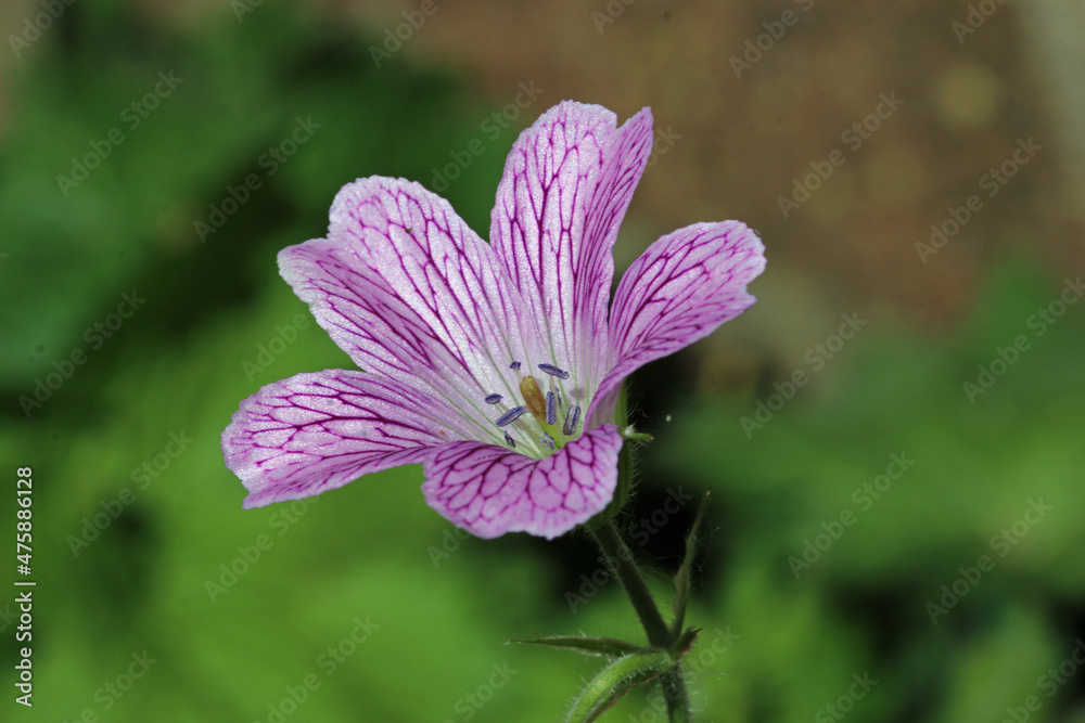 Fototapeta premium Pink cranesbill flower in close up
