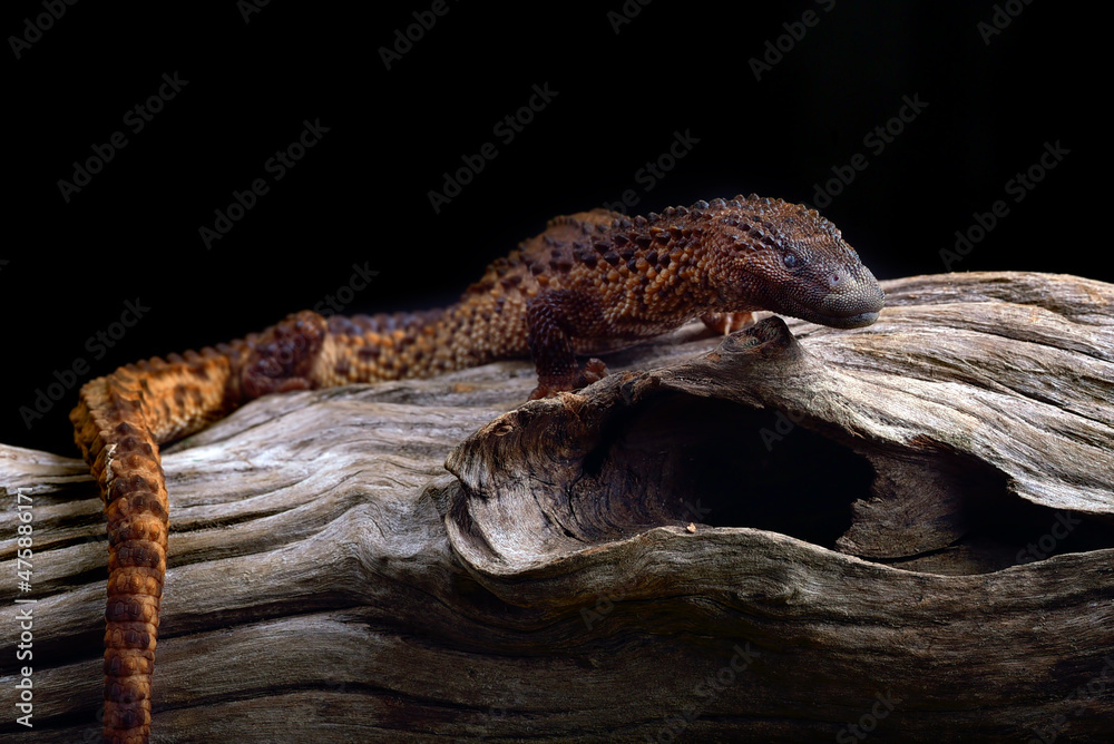 earless monitor on a tree stump earless monitor on a tree stump