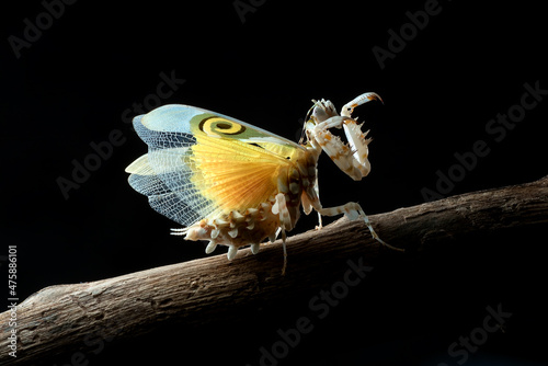 Slika na platnu Spiny mantis in attack position