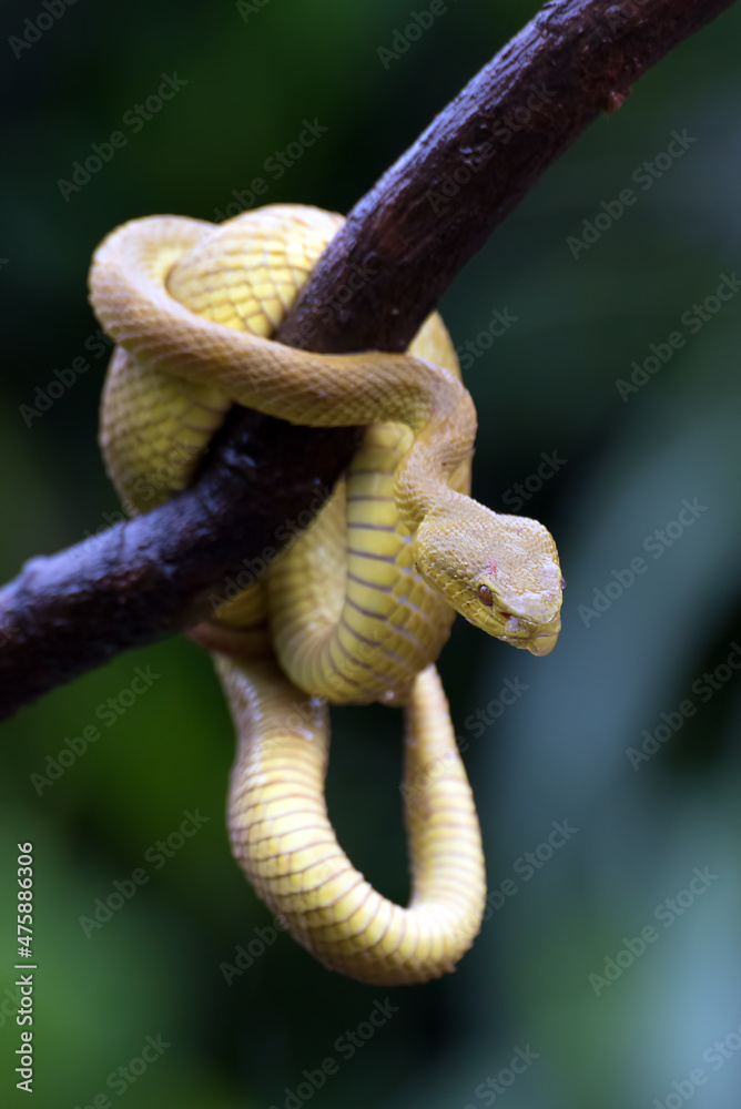 Obraz premium Yellow insularis pit viper at a tree branch
