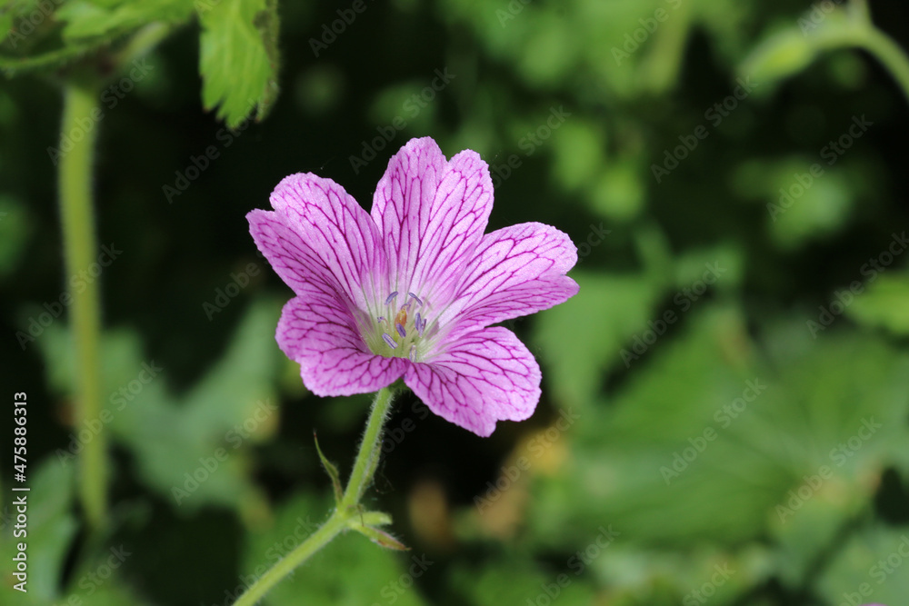 Pink cranesbill flower in close up Pink cranesbill flower in close up