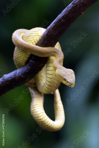 Yellow insularis pit viper at a tree branch