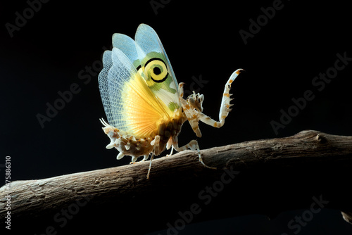 Spiny mantis in attack position