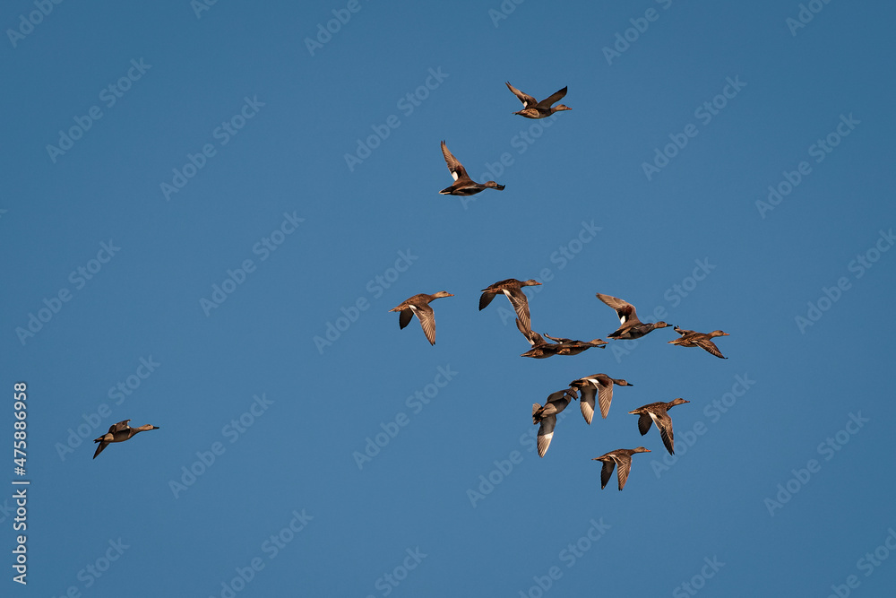 Flock of ducks in flight.