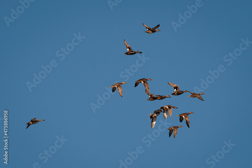 Flock of ducks in flight.