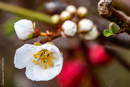 Valokuvatapetti fleur de cognassier au printemps