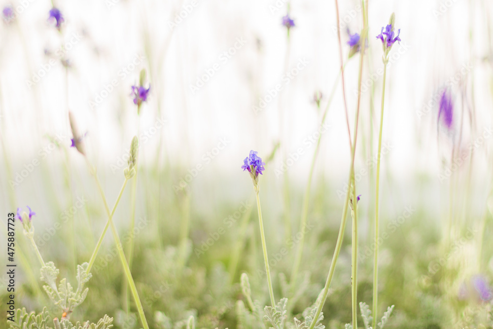 Nature background with wild fresh lavander flowers growing in meadow. Botany poster in light pastel colors with soft selective focus and defocused backdrop.