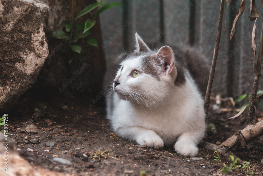beautiful cute cat taking sun bath at street of old town beautiful cute cat taking sun bath at street of old town