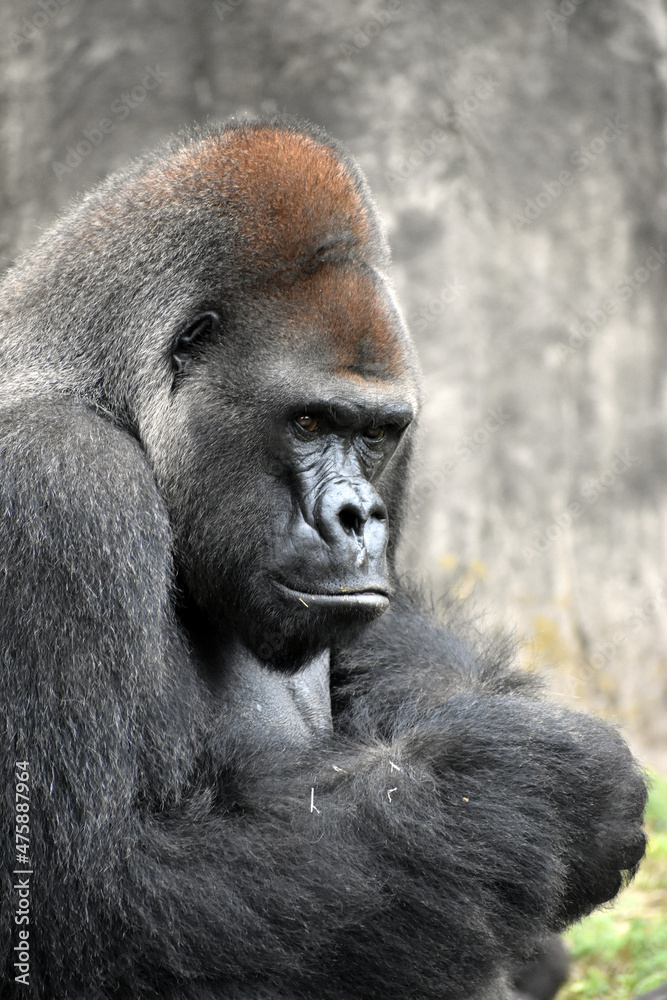 Gorilla at the zoo Gorilla at the zoo