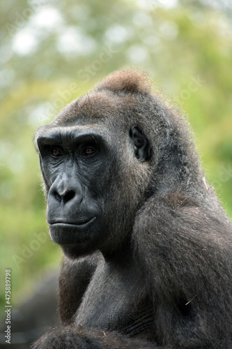 Gorilla at the zoo © Kill'N'Fuel