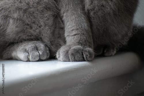 Paw of scottish fold grey cat