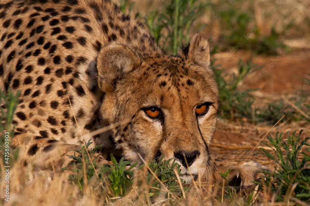 Fototapeta premium Cheetah in the bush in the wild yawning and hunting at dusk