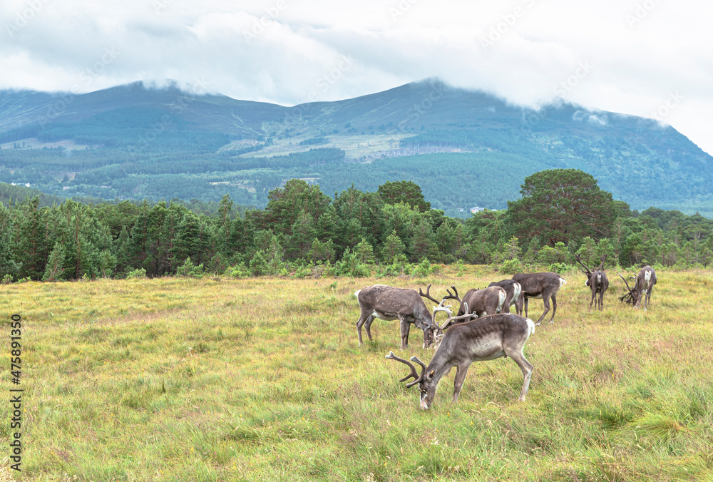 Obraz premium The Cairngorm Reindeer Herd is free-ranging herd of reindeer in the Cairngorm mountains in Scotland.